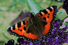 Stilbia hybridata - Kleiner Fuchs (Hochalpen-Perlmutterfalter)